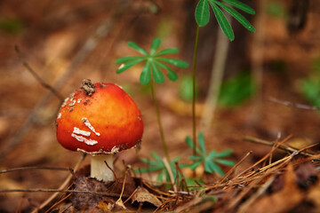 Red fly agaric in autumn forest. Poisonous mushroom. Amanita muscaria, closeup