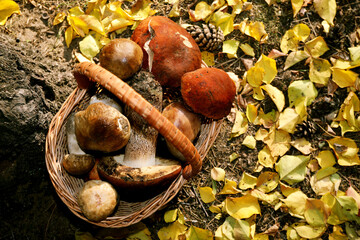 Wicker basket with fresh wild mushrooms in forest, top view