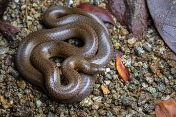 Costa Rica Water Snake (Hydromorphus concolor) - Osa peninsula, Costa Rica