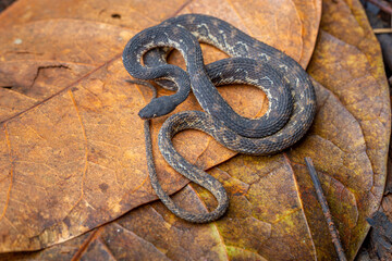 Rough Coffee Snake (Nothopsis rugosus) - Osa peninsula, Costa Rica
