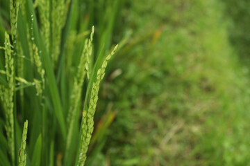 Fototapeta na wymiar Close up of rice plants in rice fields