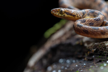 Northern Cat-eyed Snake (Leptodeira septentrionalis) - Osa peninsula, Costa Rica
