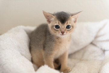 Abessinier Katzenbaby
