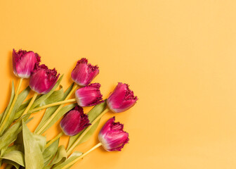 Fototapeta premium Pink tulip flowers bouquet on yellow background. Flat lay, top view. Greeting card for International Women Day.