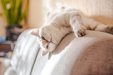 A cat of white color of the British breed lies on a gray sofa 