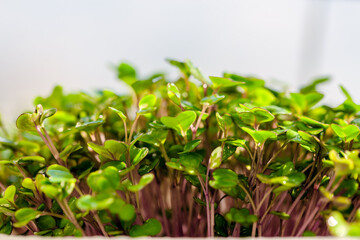 Close-up of the sprouted microgreen kohlrabi in the greenhouse under the sun. Greens for salad. Abstract background. Agroculture. Home gardening. Sprouted seeds.