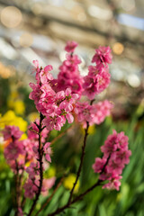 Bright spring. Colorful scenic sakura branch close-up