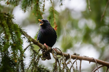 Selective focus photo. Starling bird. Sturnus vulgaris
