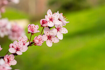 Almond blossom. Spring Flower. Pink pistils. Petals of the almond blossom. Green stem with pink flowers. Tree covered in flowers. Almond tree