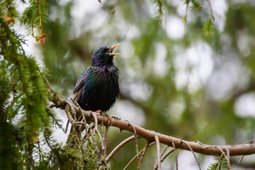 Selective focus photo. Starling bird. Sturnus vulgaris