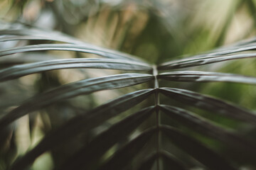 Macro photo of green leaves, blurred, selective focus.
