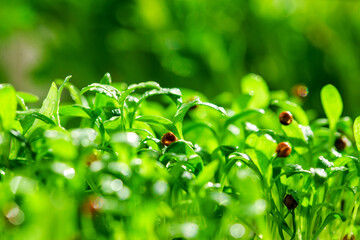 Close-up of the sprouted microgreen coriander with seeds in the home greenhouse under the sun'...