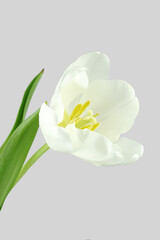 One white tulip isolated on light grey background.
