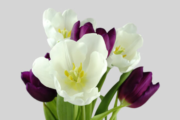 Bunch of white and purple tulips.