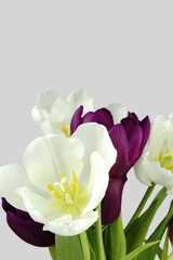 Bunch of white and purple tulips.