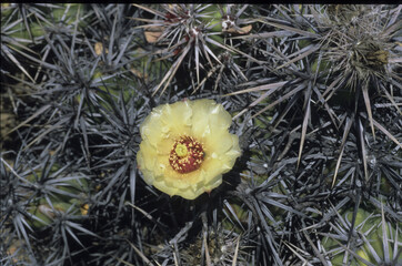 Kakteen in Mexico