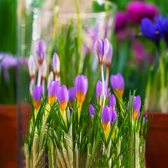 Colorful bright crocus flowers close-up, selective focus. Picturesque spring