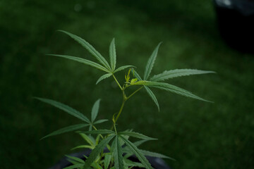 Marijuana green leaves on tree indoor cultivation. Cannabis plants growing in glass house. Growing medical marijuana.