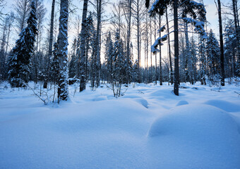 Snowy forest scene