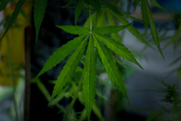 Marijuana green leaves on tree indoor cultivation. Cannabis plants growing in glass house. Growing medical marijuana.