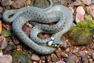 Ringelnatter / Common Grass Snake (Natrix natrix) - Baden-Württemberg, Germany