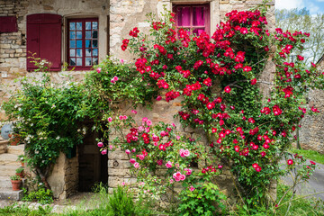 Fototapeta na wymiar F, Burgund, Chapaize, oppulent blühender Rosenstrauch an alter Hausmauer, romantisch, überbordend