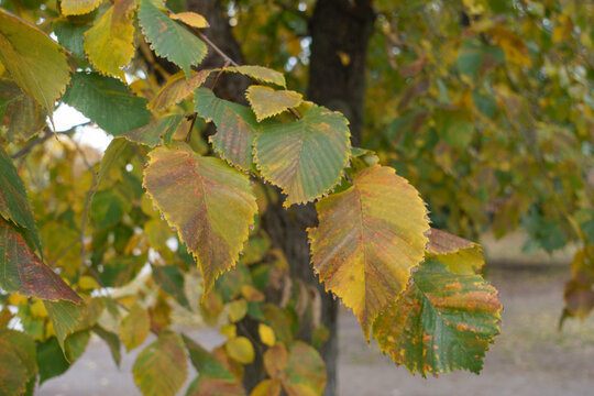 Green, yellow and brown leaves of Ulmus laevis in October
