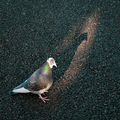 Dove shining in the setting sun