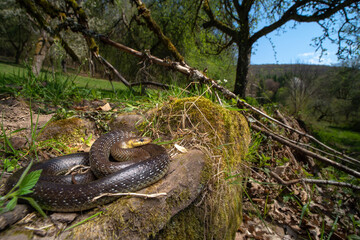 Naklejka na ściany i meble Äskulapnatter / Aesculapian Snake (Zamenis longissimus) - Baden-Württemberg, Germany
