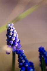 A close up portrait of a blue grape hyacinth getting hit by some sunlight. The flower is standing inbetween others of its kind.