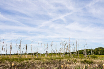 Abgestorbene B&auml;ume im Hochmoor