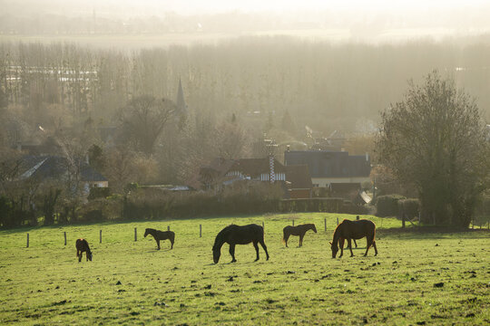 Misty morning landscape with horses grazing in a field in winter in Normandy, France