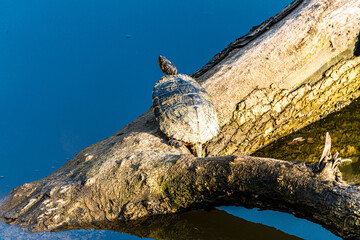 Sumpfschildkröte, Emys orbicularis, beim Sonnen in den ersten Frühlingstagen; Naturschutzgebiet Eriskircher Ried; europäische Sumpfschildkröte
