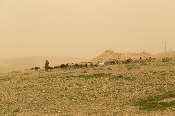 Landscape during sandstorm in the Israel and Palestine desert, with shepherd grazing goats and sheep in the background.