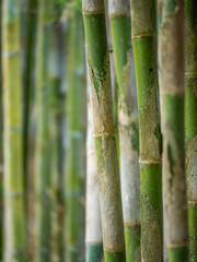 Obraz premium Young Bamboo tree close up