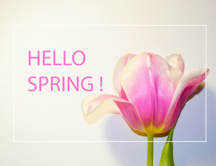 tulips on a white background