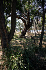 trees in the park