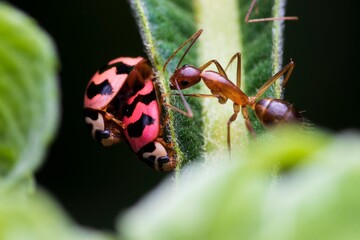 red ant on leaf