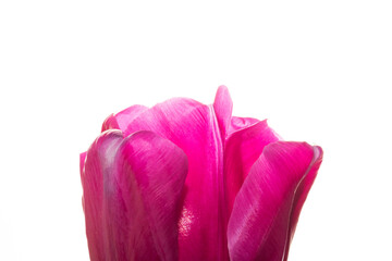 Pink tulip isolated on the white background, copy space