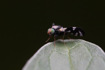 fly on leaf
