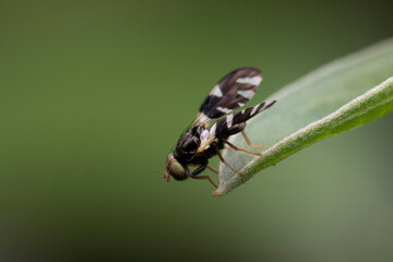 fly on leaf