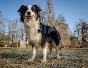 Australian Shepherd Dog playing at spring park. Happy Aussie walks at outdoors sunny day.