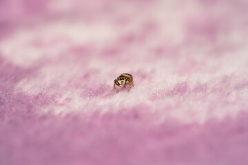 Tiny jumping spider lost in a lint forest of a pink cloth looking at the camera 