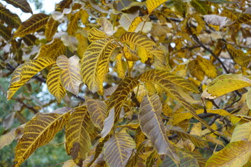 Autumnal foliage of common walnut in October