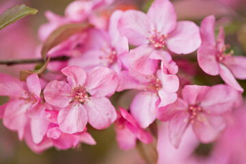 Fototapeta na wymiar Spring flowers of decorative apple tree