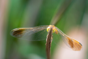 Gold dragonfly fly playing hide and see
