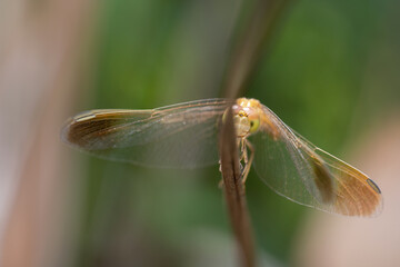 Golden dragonfly hiding behind a dry leaf 