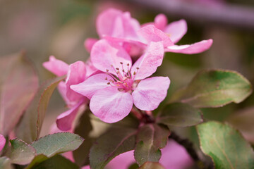 Obraz premium Spring flowers of decorative apple tree