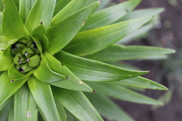 Green plant close-plan view from above outlet natural spring background