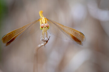 Golden dragonfly with red eyes 